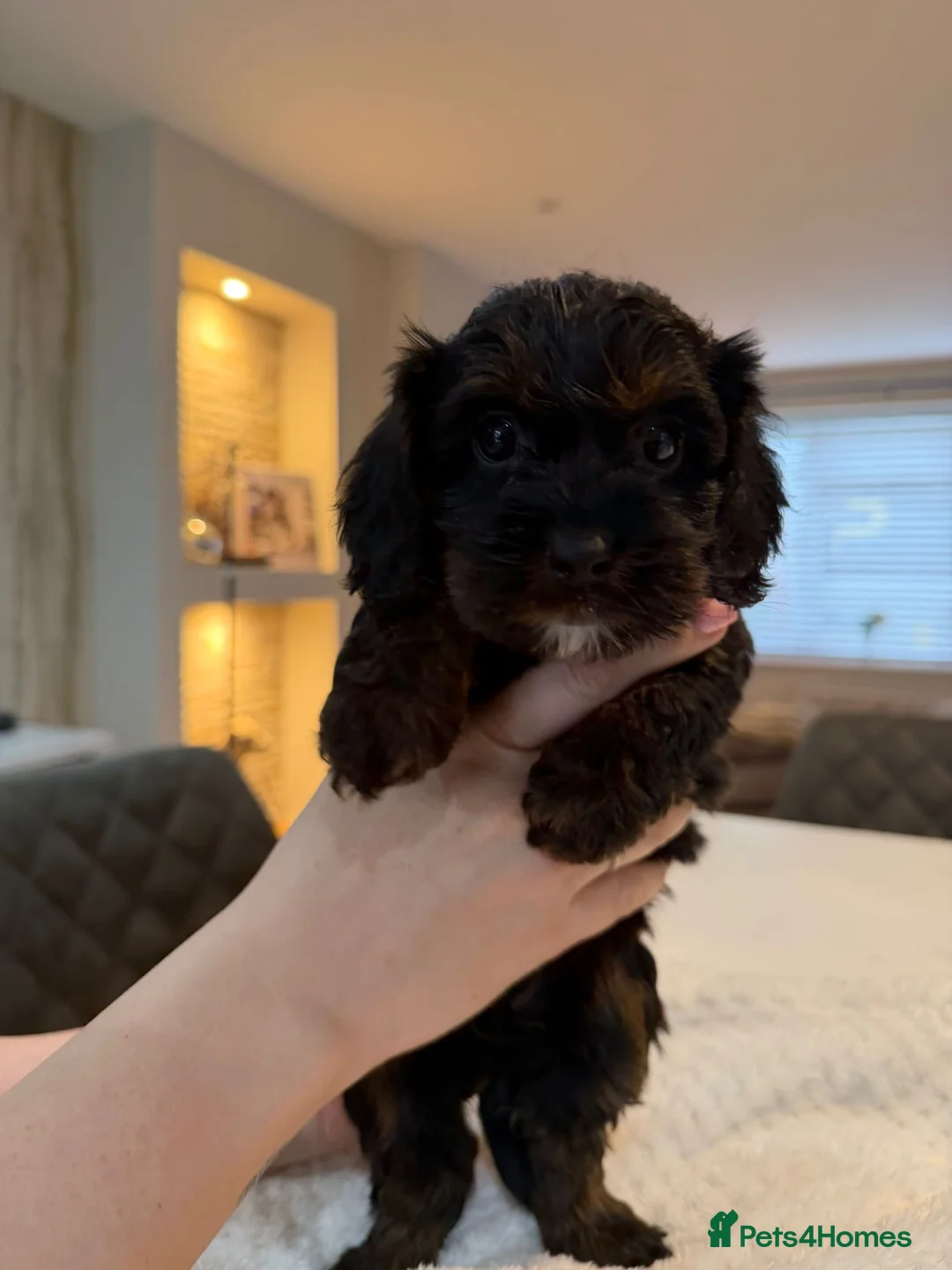Cockapoo dogs for sale: Gorgeous teddy like cockapoos - Advert 15