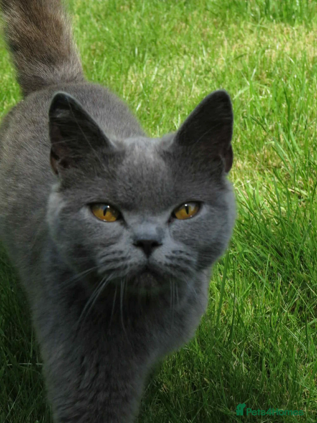 British Shorthair cats for sale: Bsh mixed - Advert 7
