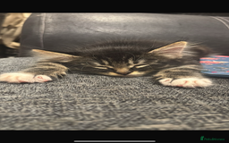 Mixed Breed cats for sale: Beautiful Tabby baby looking for forever home - Advert 2