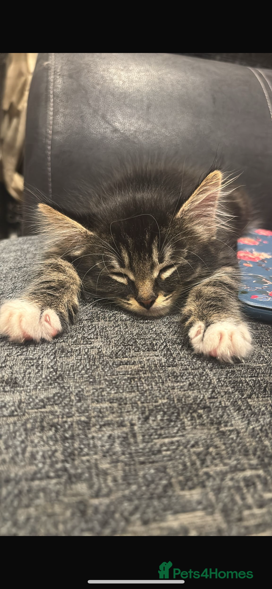 Mixed Breed cats for sale: Beautiful Tabby baby looking for forever home - Advert 2