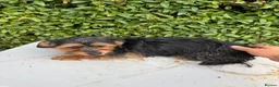 Yorkshire Terrier dogs for sale: Mini long haired Yorkshire terrier  - Advert 5
