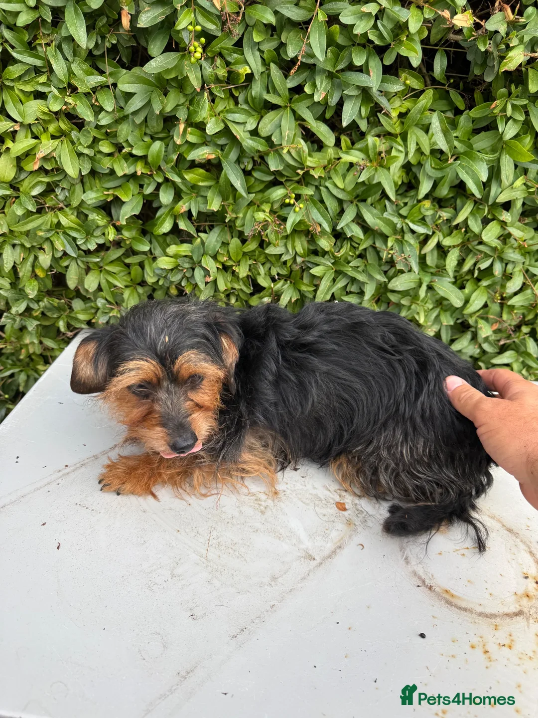 Yorkshire Terrier dogs for sale: Mini long haired Yorkshire terrier  - Advert 5
