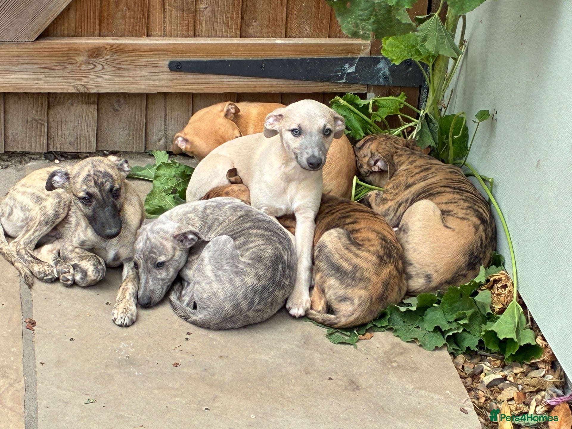 Whippet dogs Male whippet pups available  - Advert 2