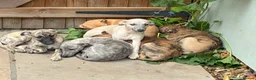 Whippet dogs for sale: Male whippet pups available  - Advert 2