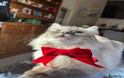 Ragdoll cats for sale: Adorable Ragdoll x Ragamuffin kittens - Image 3