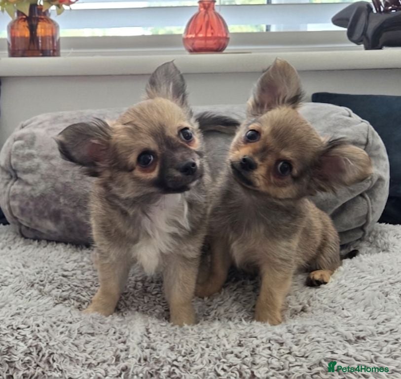 Chihuahua dogs Longhaired Chihuahua Boys - Rare Wolf Sable coats - Advert 10