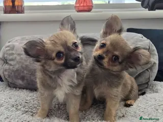 Chihuahua dogs Longhaired Chihuahua Boys - Rare Wolf Sable coats - Advert 10
