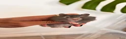 Hamster rodents for sale: Baby syrian hamsters  - Advert 13