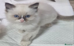 Ragdoll cats for sale: Gorgeous gccf reg Ragdoll kittens  - Image 13