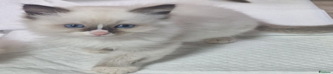 Ragdoll Kitten 5