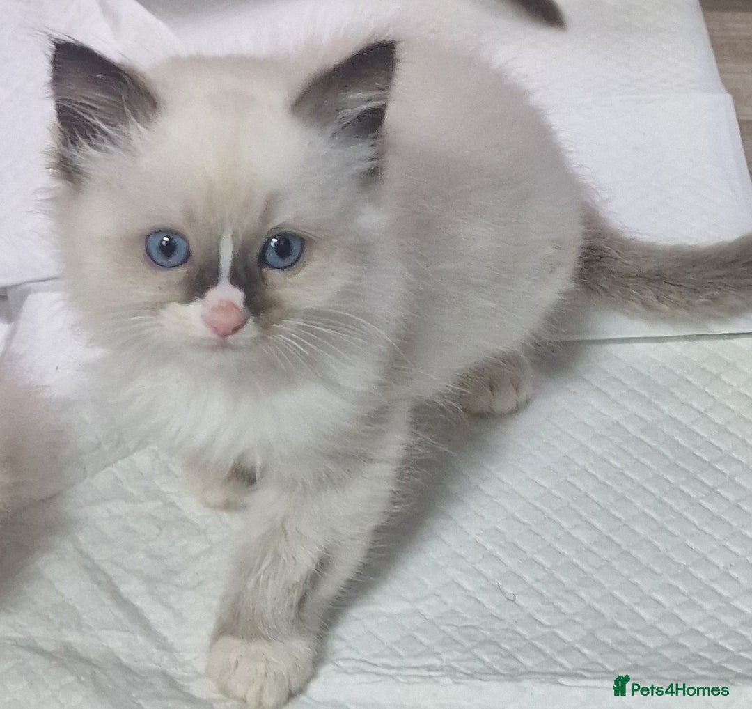Ragdoll cats for sale: Gorgeous gccf reg Ragdoll kittens  - Image 13
