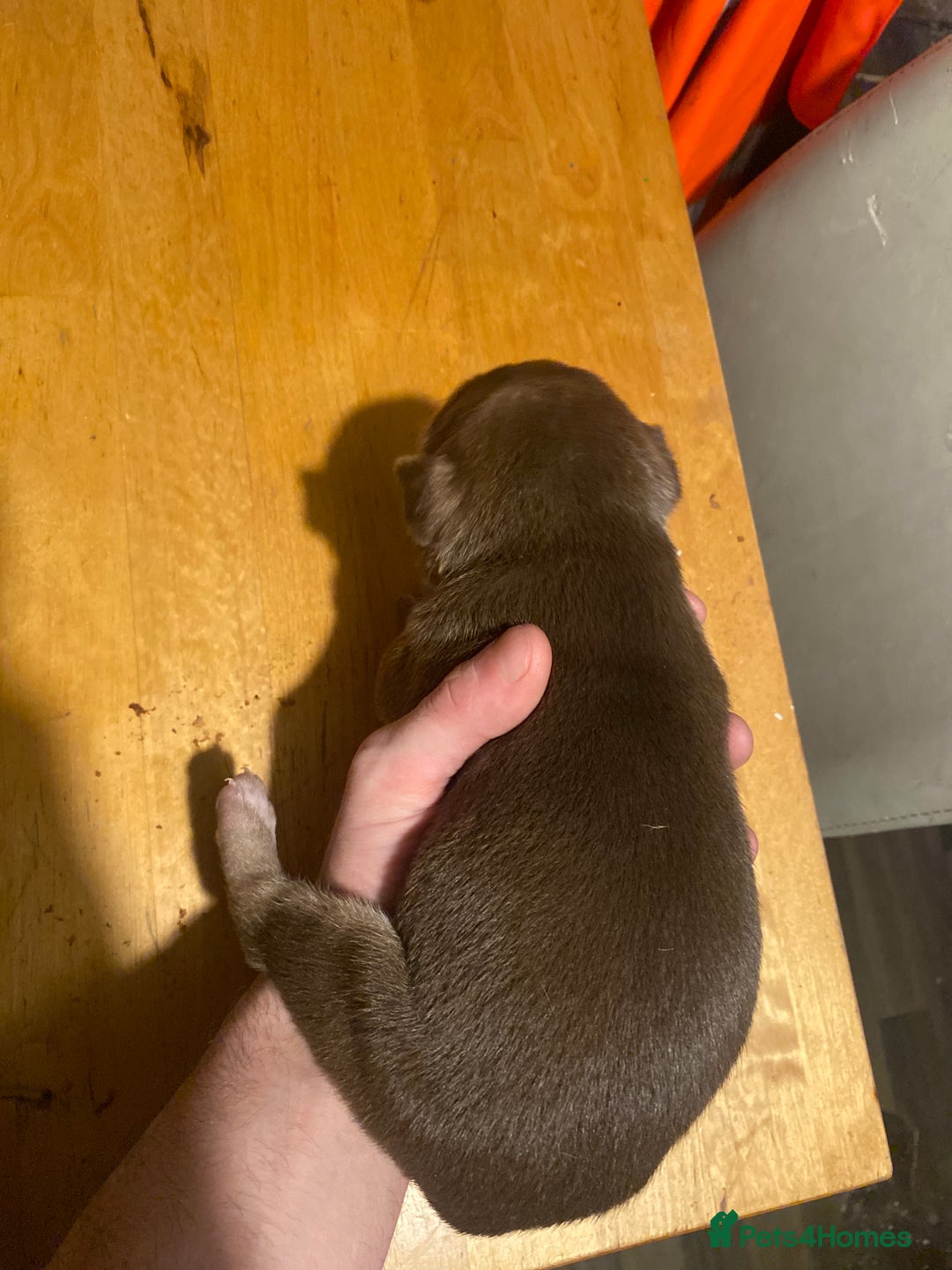 Mixed Breed dogs for sale: I have five pups for sale - Advert 4