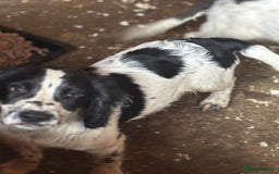 Sprocker dogs for sale: Cocker  - Image 6