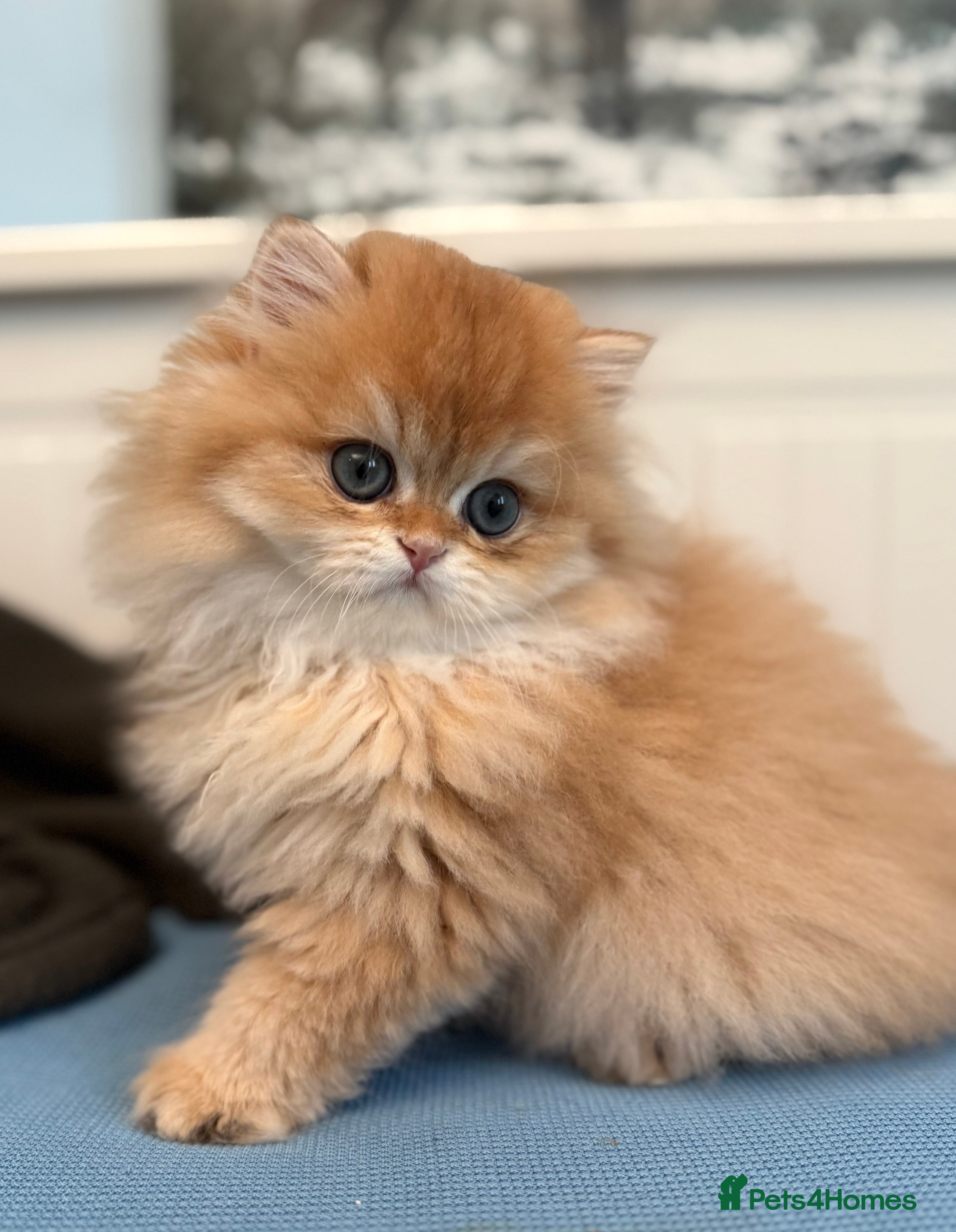 British Longhair cats ✨ Exquisite Golden Longhair Kitten ✨ - Advert 1