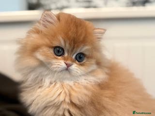 British Longhair cats ✨ Exquisite Golden Longhair Kitten ✨ - Advert 3