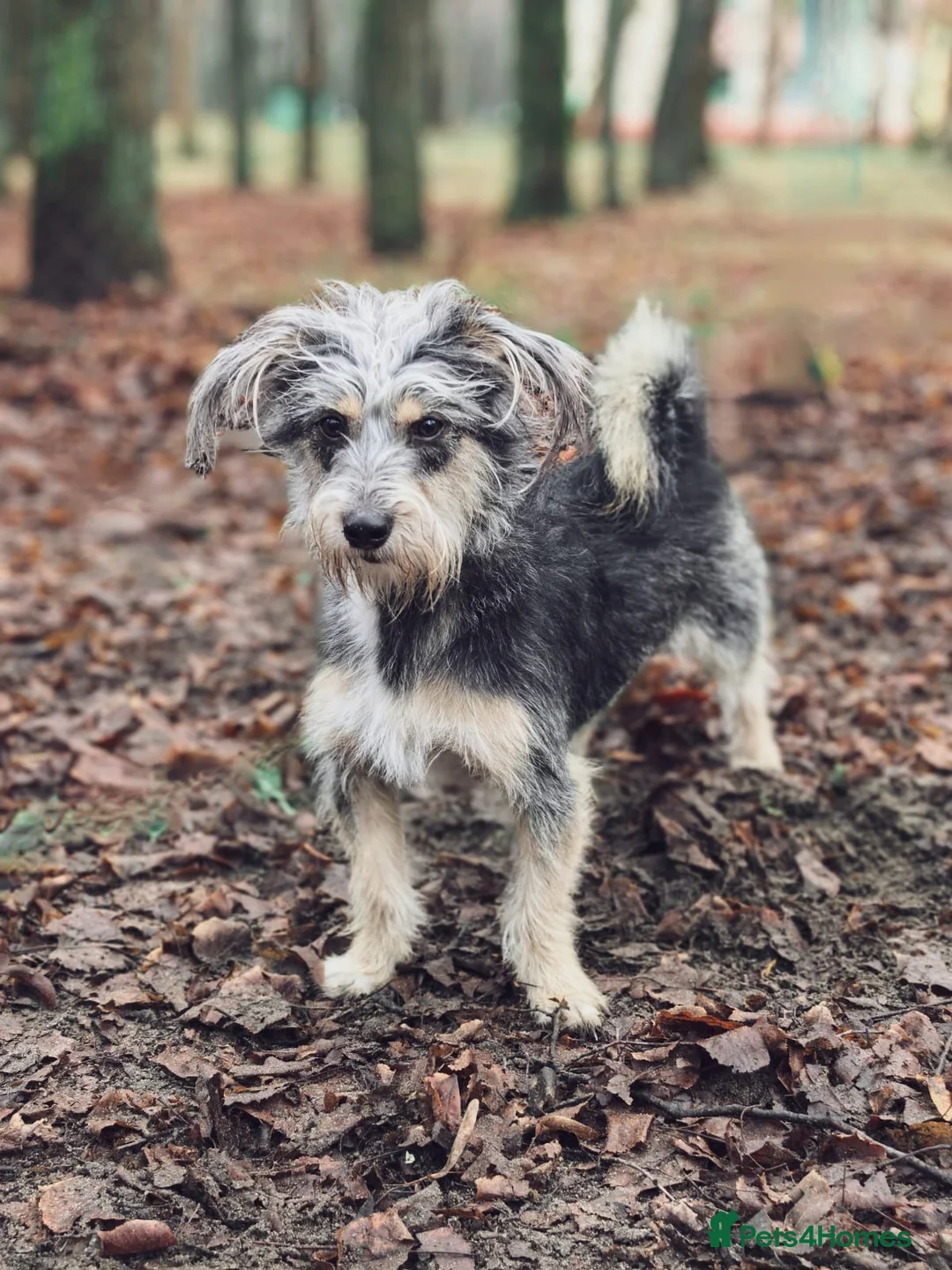 Norfolk Terrier dogs for adoption: MILES – Male Norfolk Terrier - Advert 4