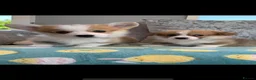 Welsh Corgi Pembroke dogs for sale: Stunning KC registered Corgi Pups - Advert 4