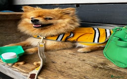 Pomeranian dogs for stud: Stunning proven pedigree Pomeranian for stud. - Advert 6