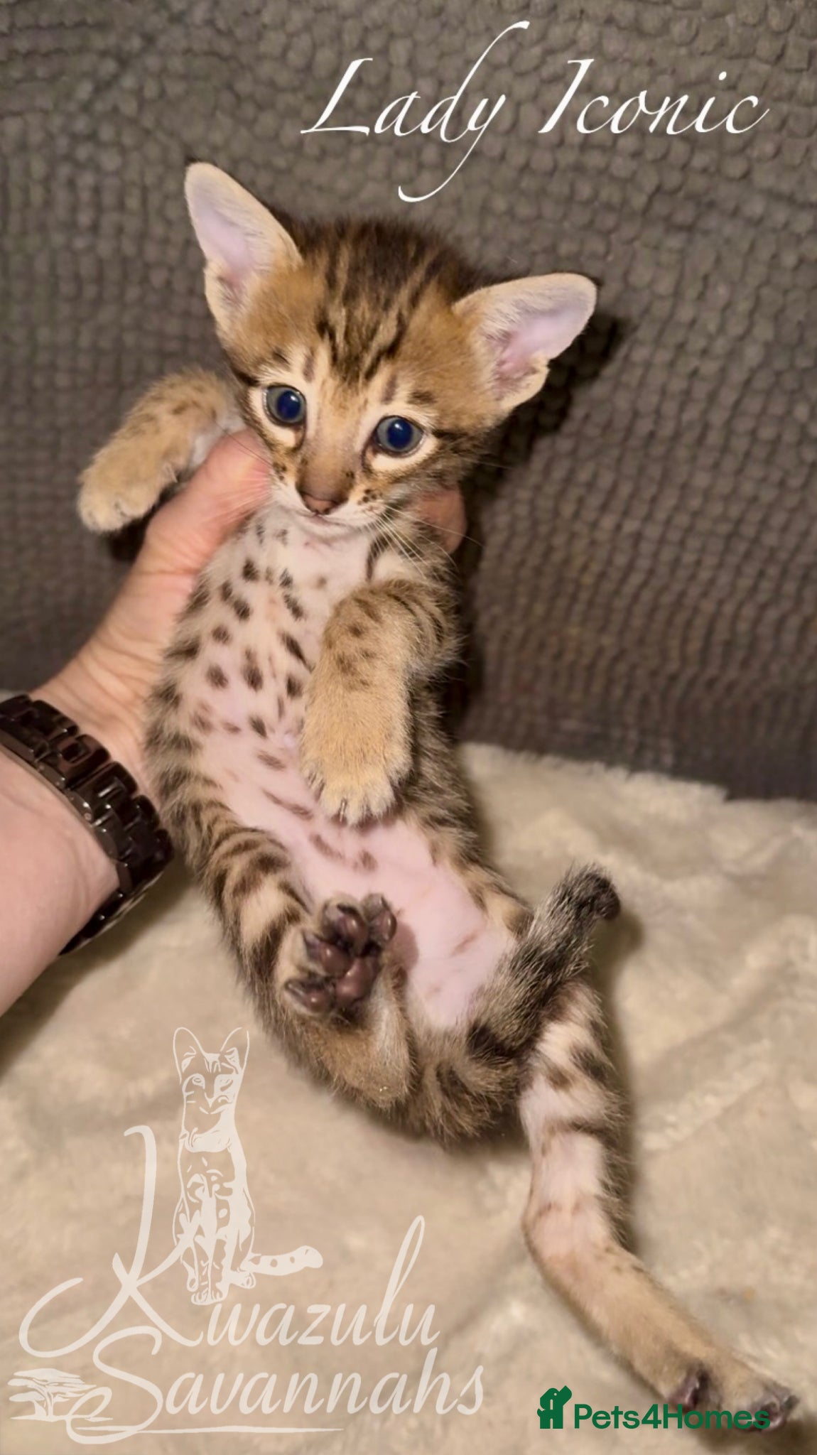 Savannah cats Excellent Quality Tica Registered Purebred kittens - Advert 1