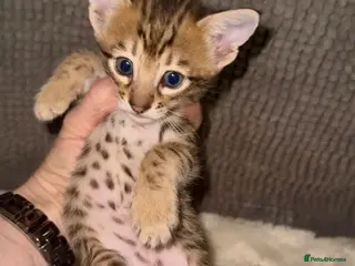 Savannah cats Excellent Quality Tica Registered Purebred kittens - Advert 1