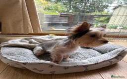 Yorkshire Terrier dogs for sale: Mini Yorkshire terrier puppy  - Image 5