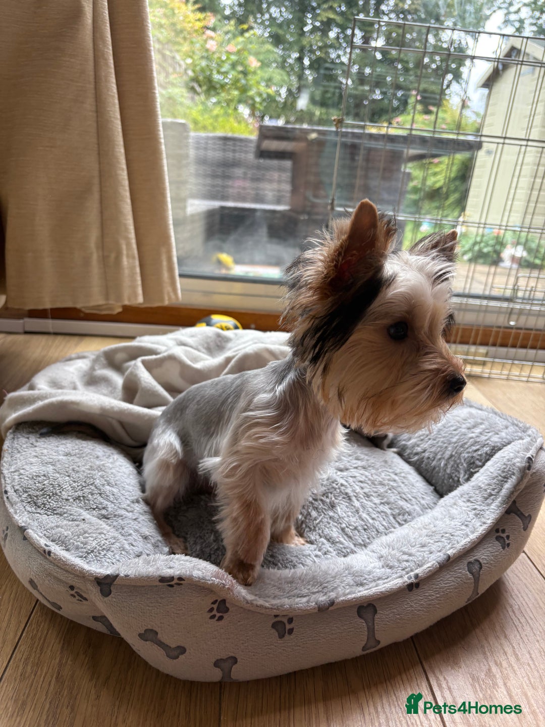 Yorkshire Terrier dogs for sale: Mini Yorkshire terrier puppy  - Image 5
