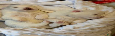 Pomeranian 3