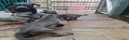 Cane Corso dogs for sale: ICCF Registered 🧬🏆 Cane Corso pups. - Advert 31