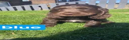 Cocker Spaniel dogs for sale: 100%show cocker spaniel kc reg   - Advert 26