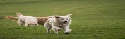 Golden Retriever dogs for sale: Fantastic Golden Retrievers in Llanrwst - Advert 9