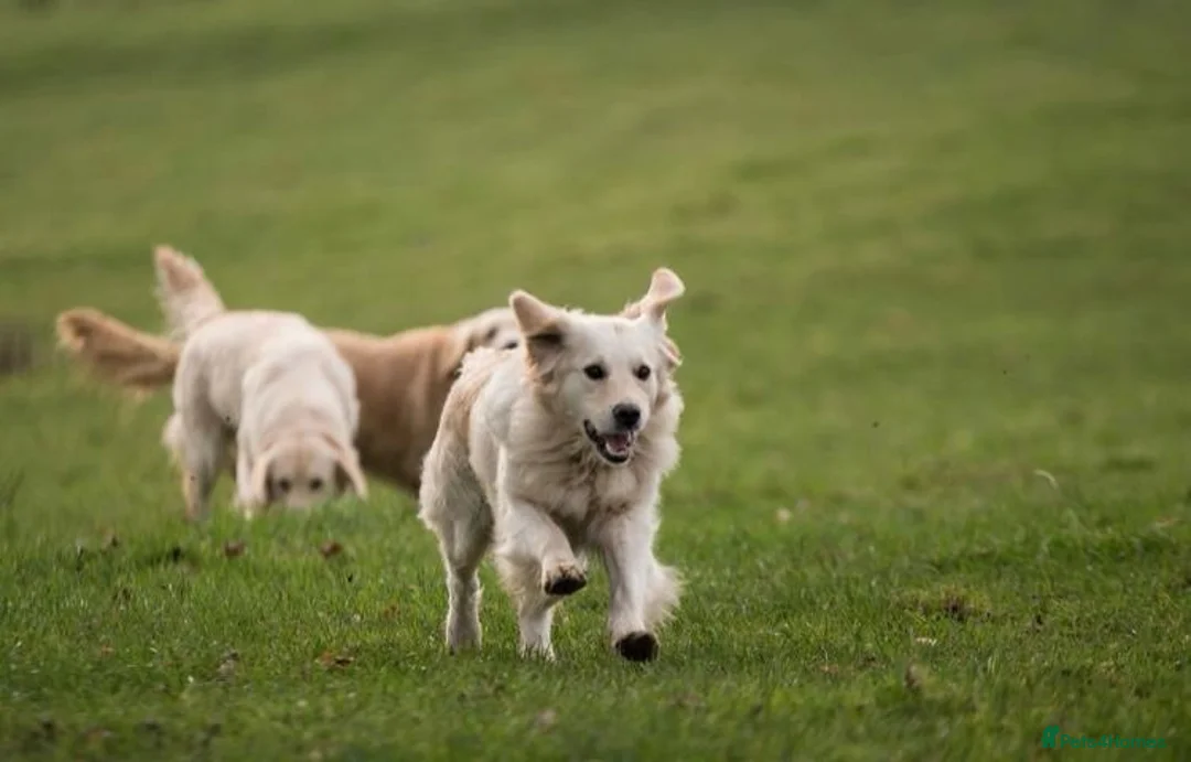 Golden Retriever dogs for sale: Fantastic Golden Retrievers in Llanrwst - Advert 9