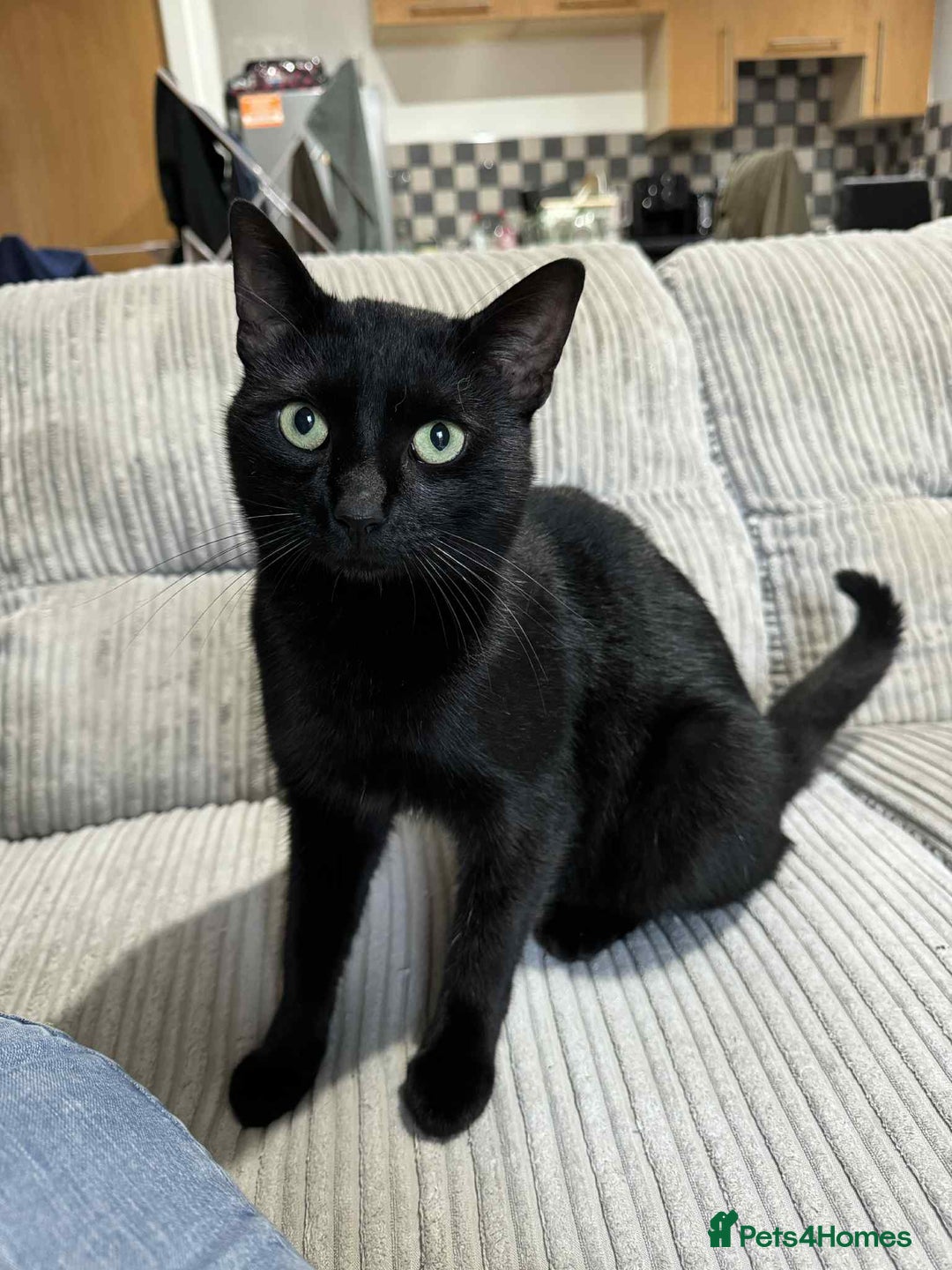 Domestic Shorthair cats for sale: 1 Year Old Male Cat - Advert 2