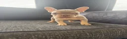 French Bulldog dogs for sale: French Bulldog Puppies - Advert 5