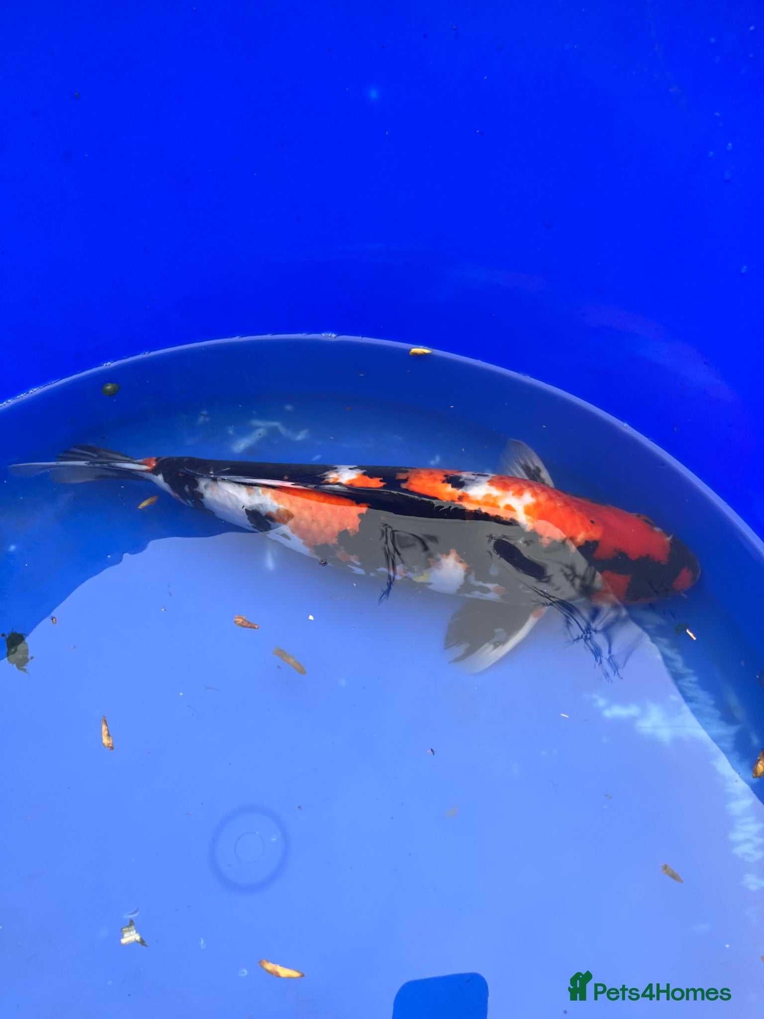 Pond Fish fish Koi for sale - Advert 14