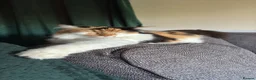 Mixed Breed cats for sale: Litter of 3 beautiful kittens  - Advert 11