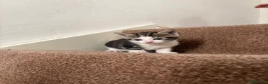 Domestic Shorthair Kitten 2