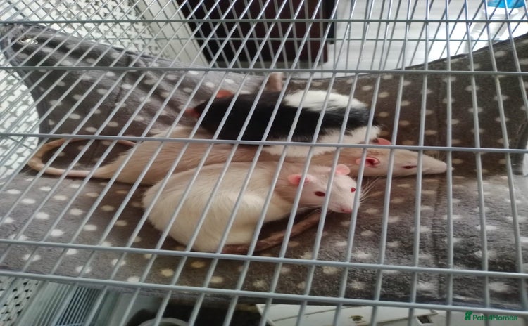 Rat rodents - Advert 7