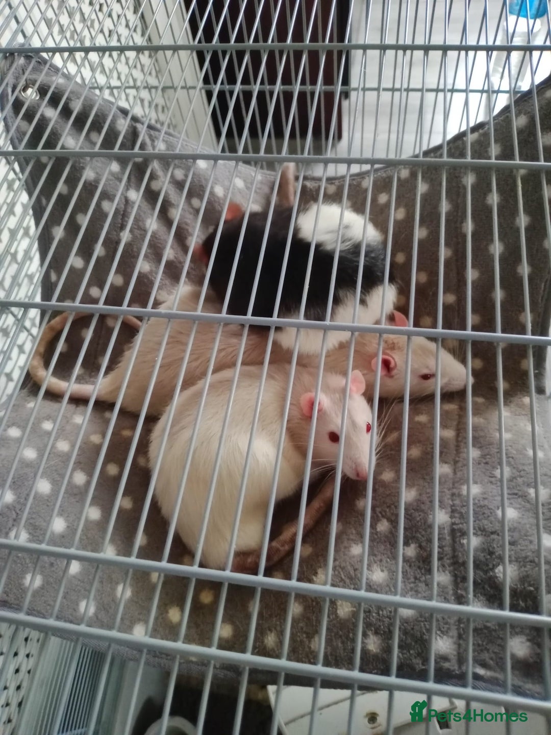 Rat rodents for sale: 3 male rats for sale  - Image 1