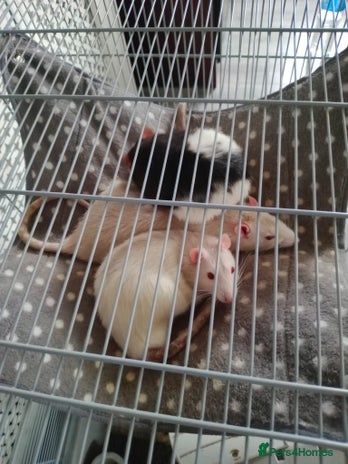 Rat rodents - Advert 16