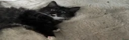 Mixed Breed cats for sale: Kitten for sale - Advert 2
