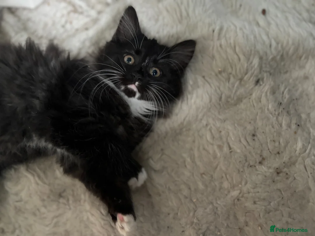 Mixed Breed cats for sale: Kitten for sale - Advert 2