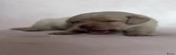 Labrador Retriever dogs for sale: Chunky yellow Labrador pups  - Advert 15