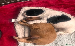 Cocker Spaniel dogs for sale: Working Cocker Spaniel Puppies - Image 12