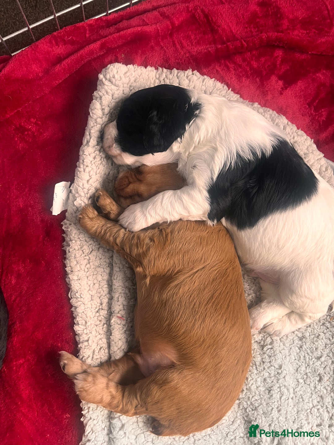 Cocker Spaniel dogs for sale: Working Cocker Spaniel Puppies - Image 12