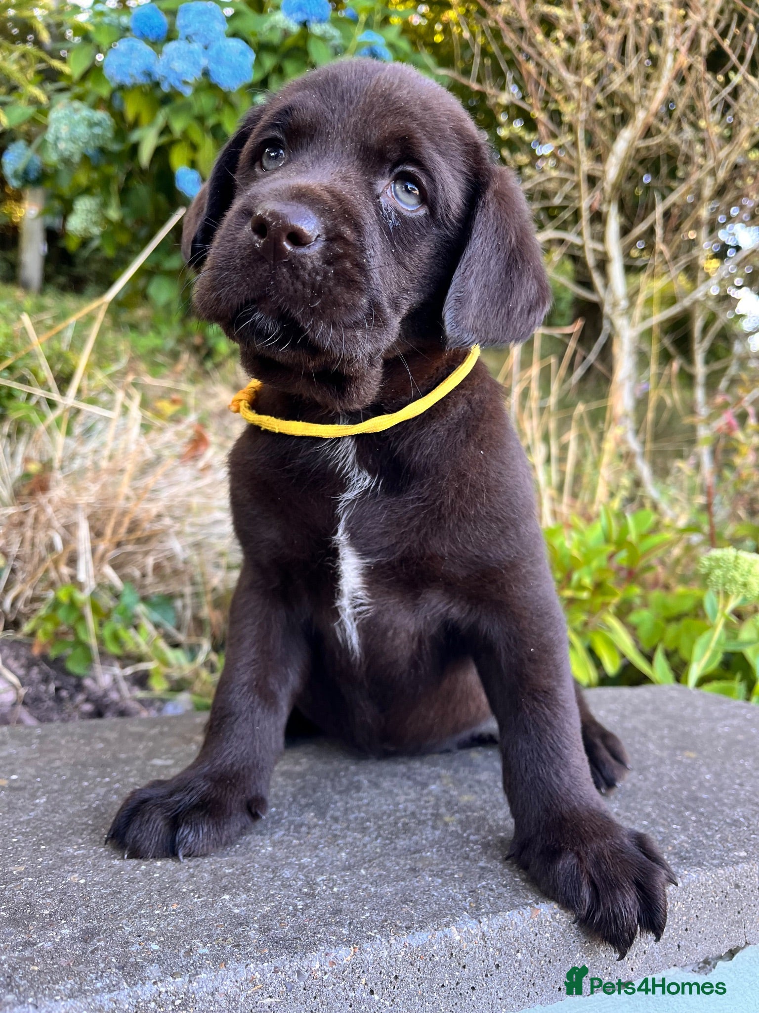 Labrador Retriever dogs Chocolate Extenively health Tested ready mon - Advert 2