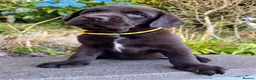 Labrador Retriever dogs for sale: 2 girls available Extenively health Tested READY - Advert 14