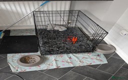 Staffordshire Bull Terrier dogs for sale: Gorgeous blu - Image 5