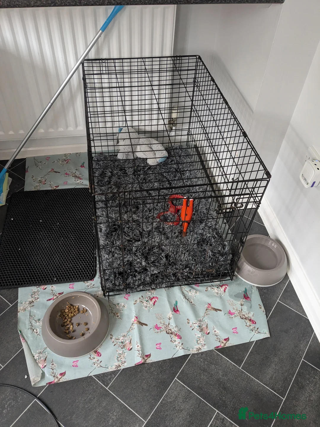 Staffordshire Bull Terrier dogs for sale: Gorgeous blu - Advert 5