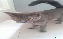 British Shorthair cats for sale: British short hair female 2 years old  - Image 1