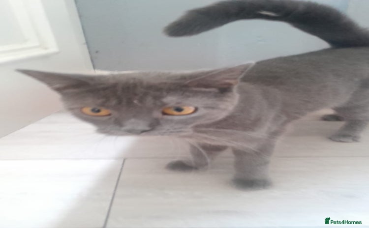 British Shorthair cats - Advert 14